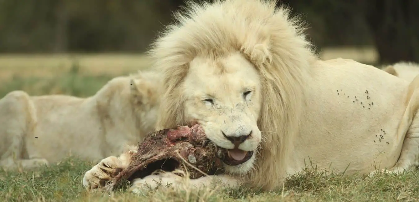 When Do Lions Eat?