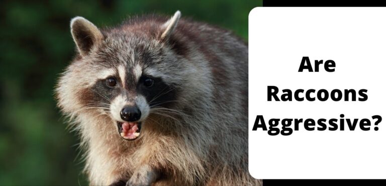 Are Raccoons Aggressive?