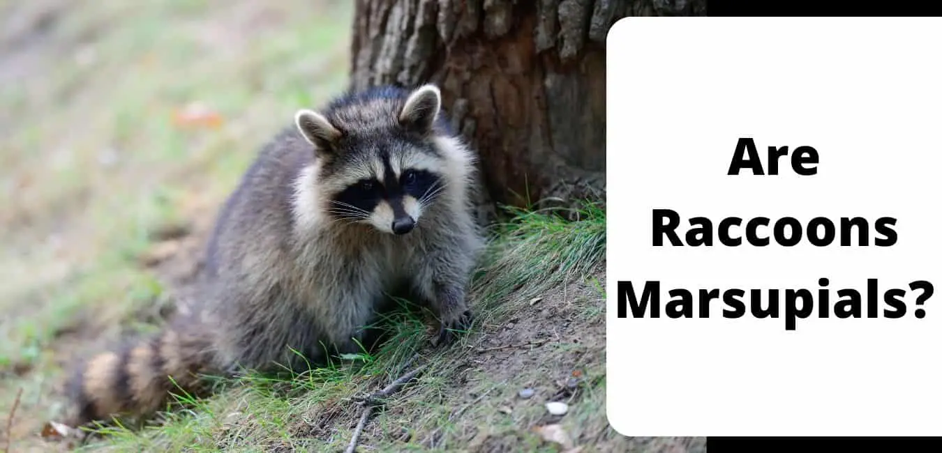 Are Raccoons Marsupials?