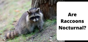Are Raccoons Nocturnal?