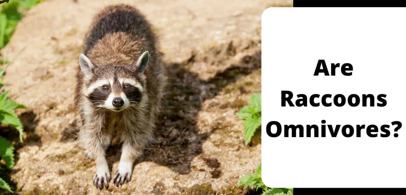 Are Raccoons Omnivores?