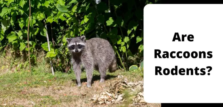 Are Raccoons Rodents?