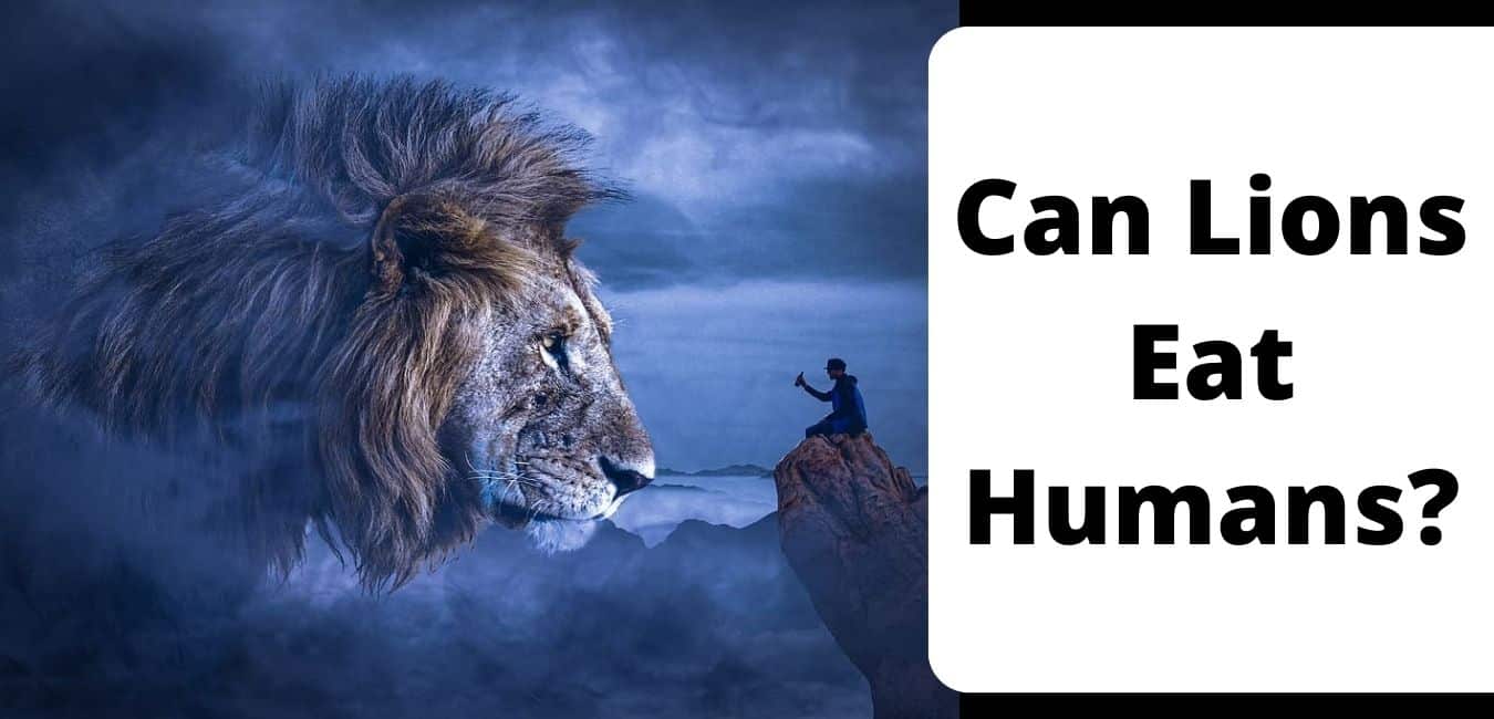 Can Lions Eat Humans?