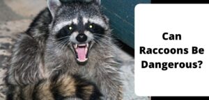 Can Raccoons Be Dangerous?