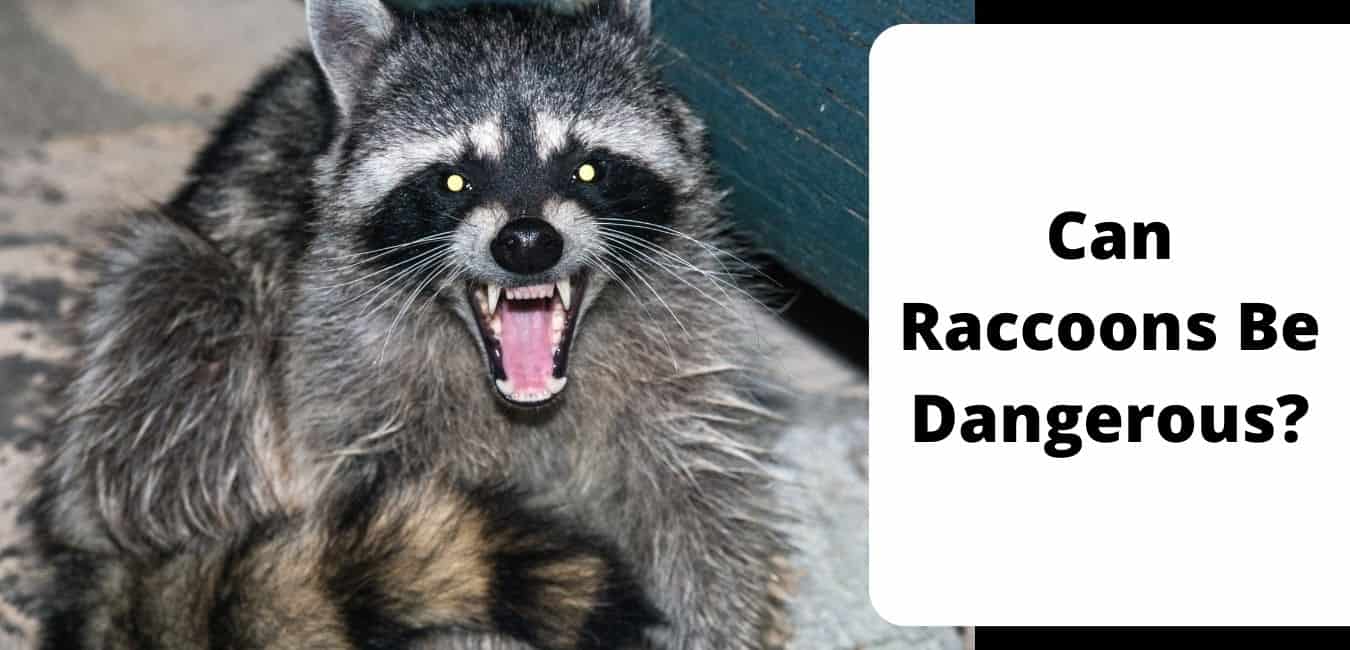 Can Raccoons Be Dangerous?
