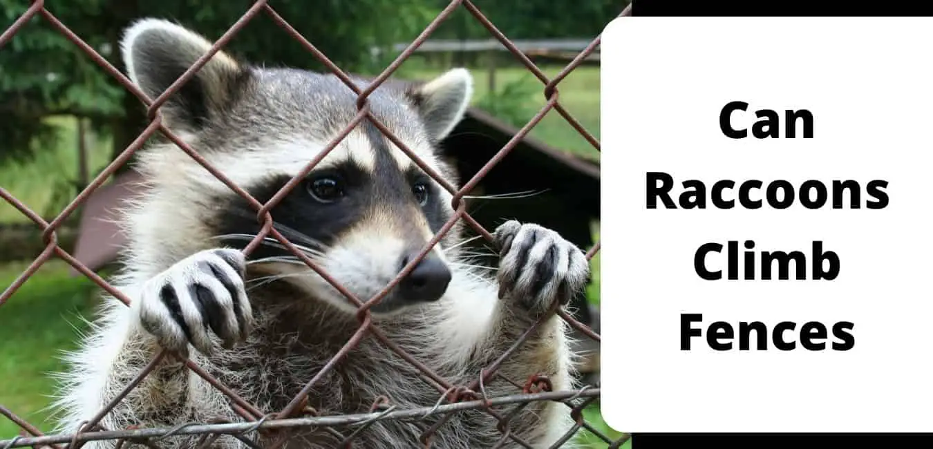 Can Raccoons Climb Fences