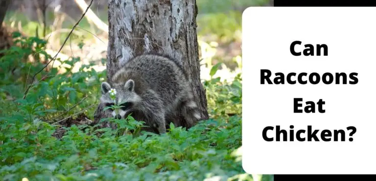 Can Raccoons Eat Chicken?