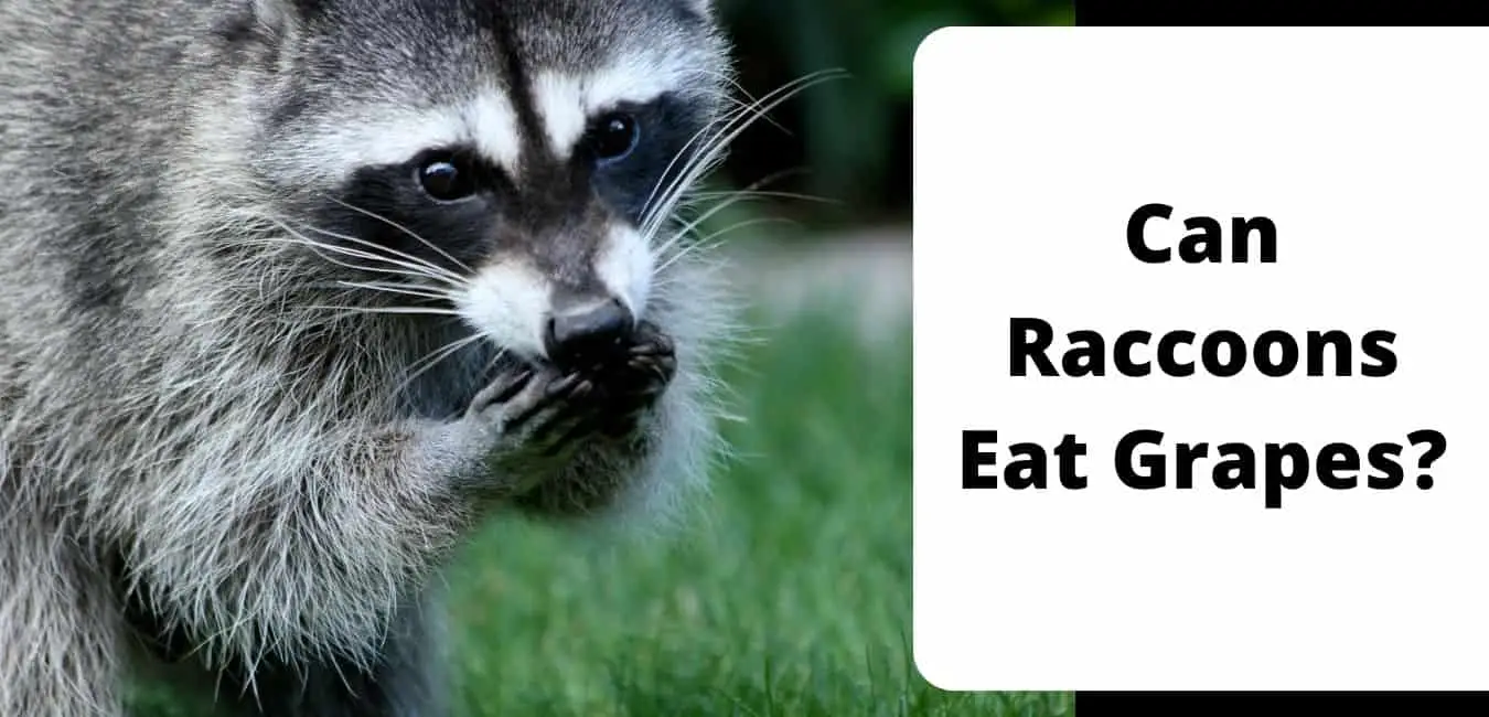 Can Raccoons Eat Grapes?
