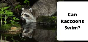 Can Raccoons Swim?
