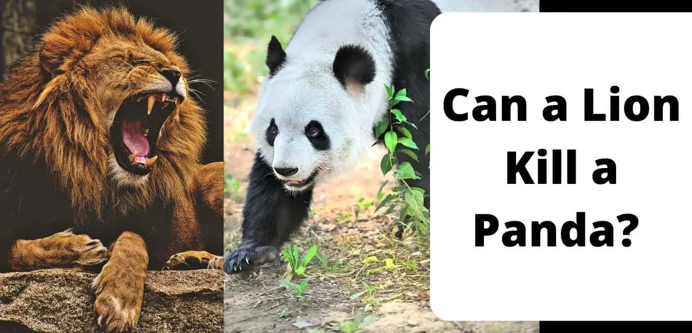 Can a Lion Kill a Panda? 
