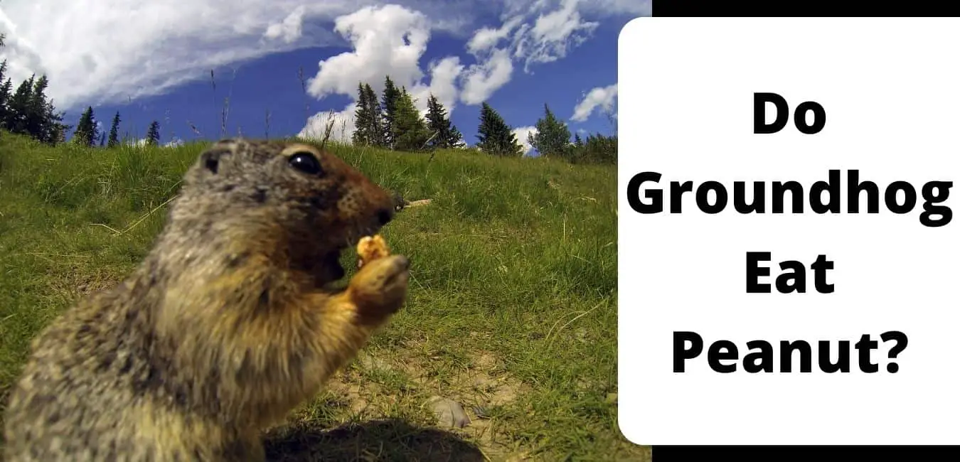Do Groundhog Eat Peanut?
