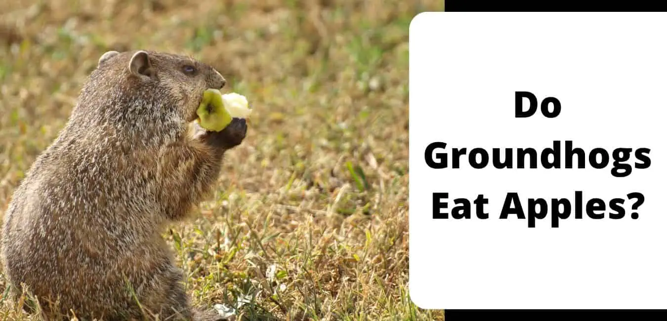 Do Groundhogs Eat Apples?
