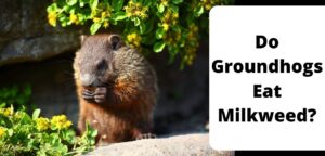 Do Groundhogs Eat Milkweed?