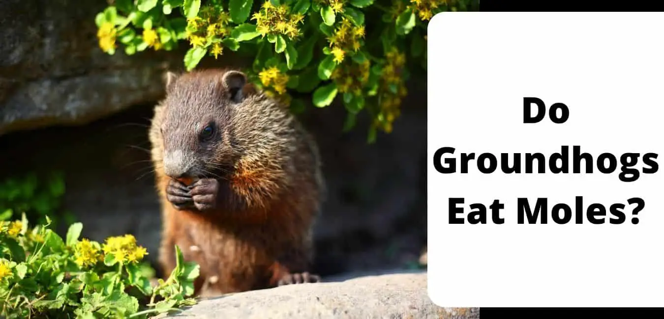 Do Groundhogs Eat Moles?