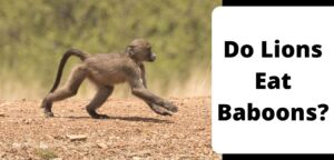 Do Lions Eat Baboons?