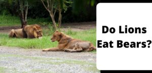 Do Lions Eat Bears?