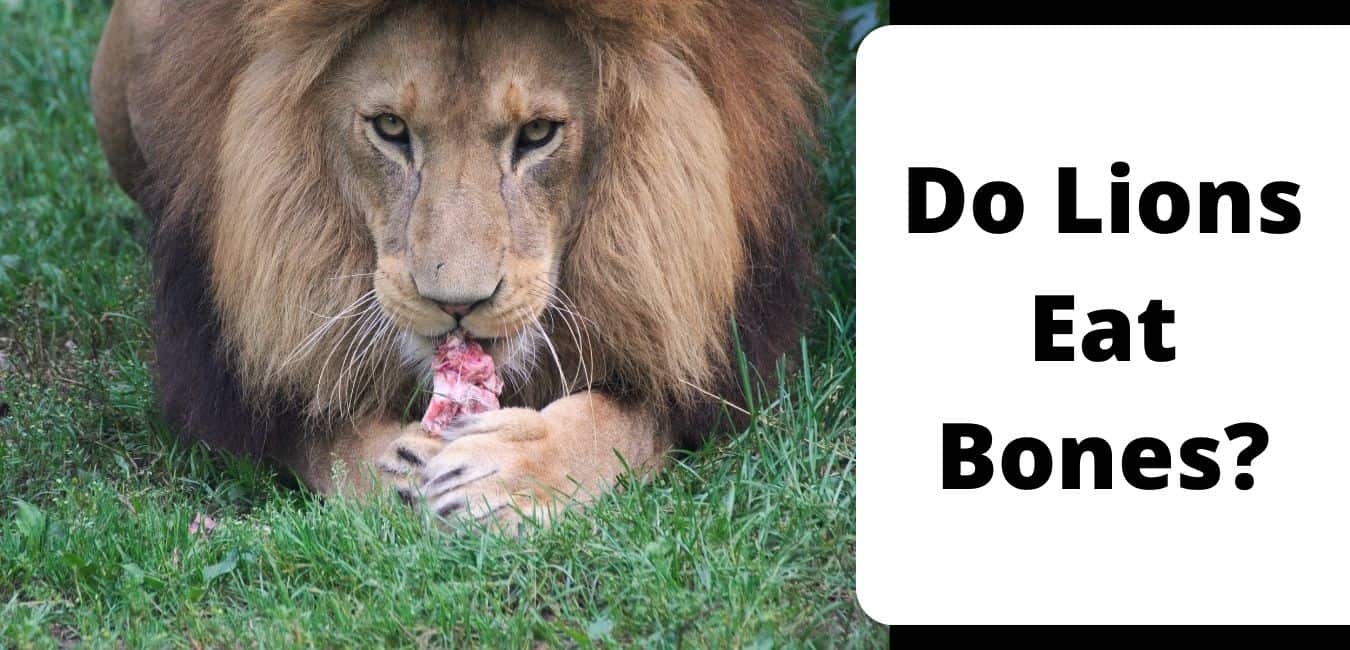 Do Lions Eat Bones?