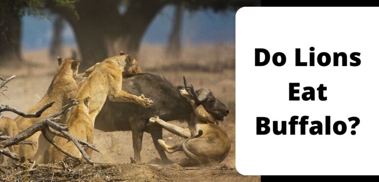 Do Lions Eat Buffalo? 