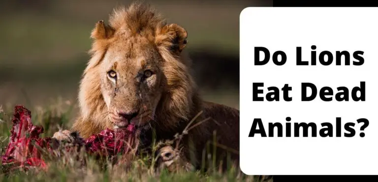 Do Lions Eat Dead Animals?