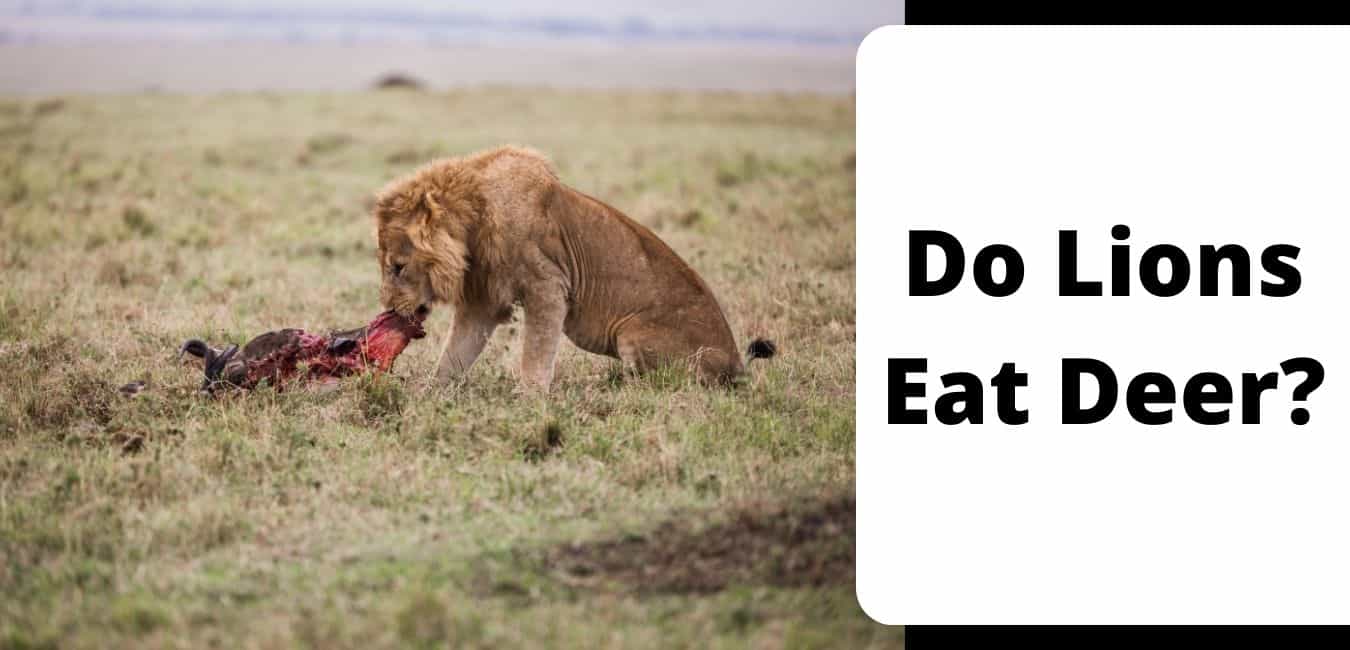 Do Lions Eat Deer?