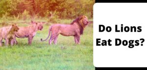 Do Lions Eat Dogs?