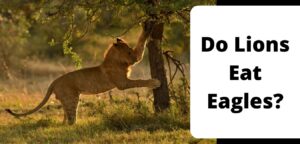Do Lions Eat Eagles?