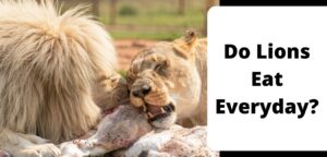 Do Lions Eat Everyday?