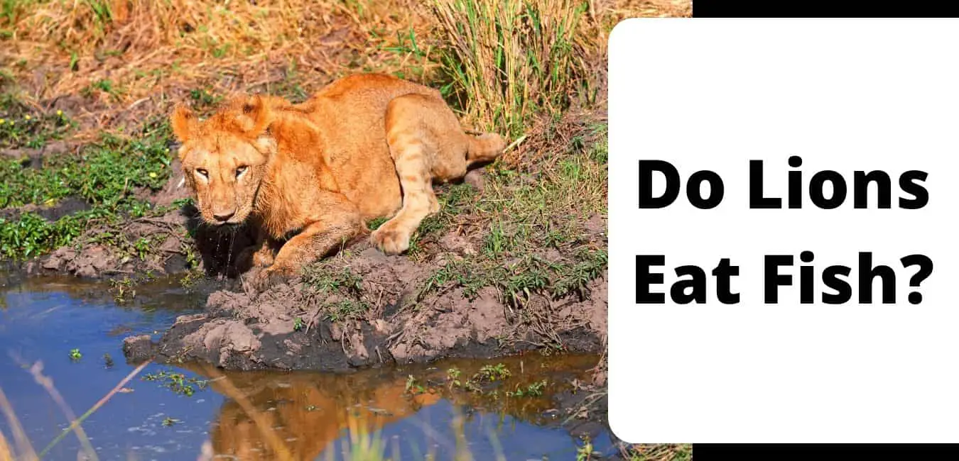 Do Lions Eat Fish?