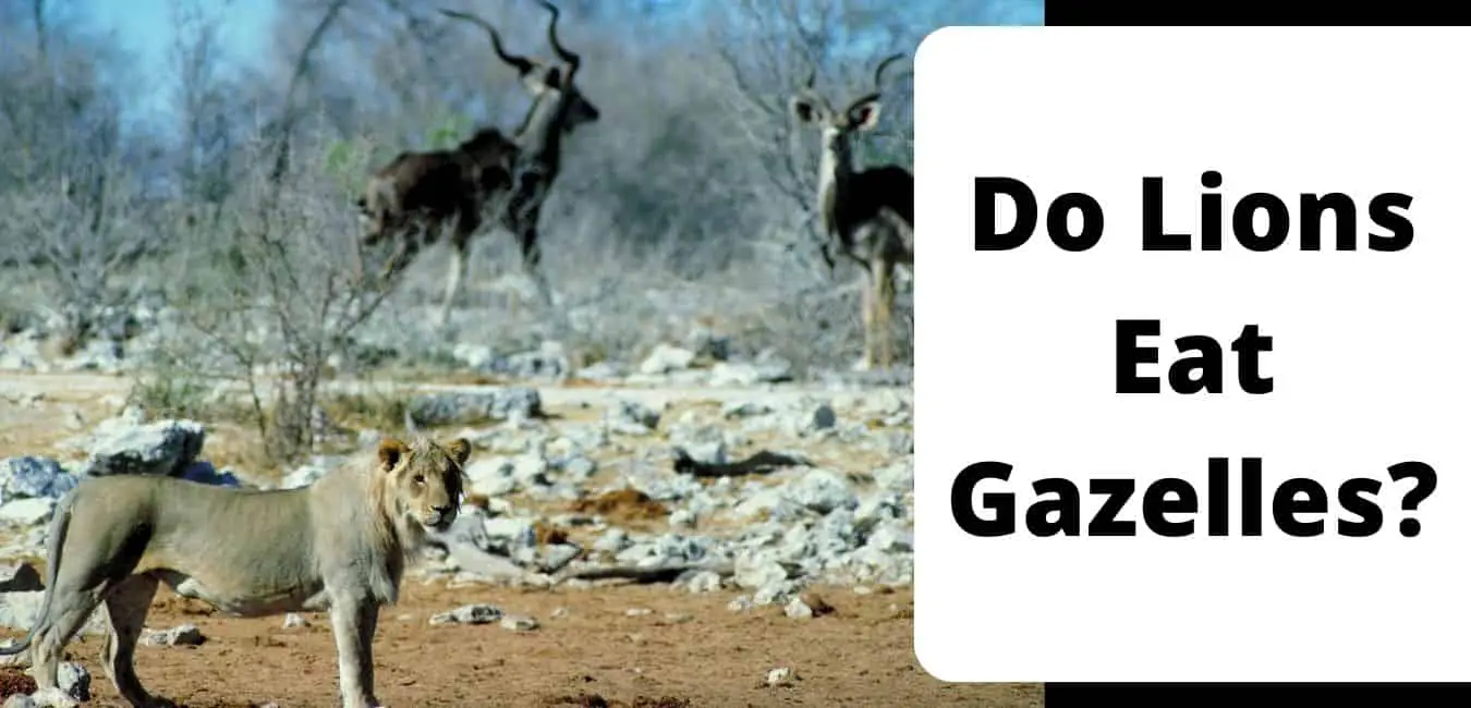 Do Lions Eat Gazelles?