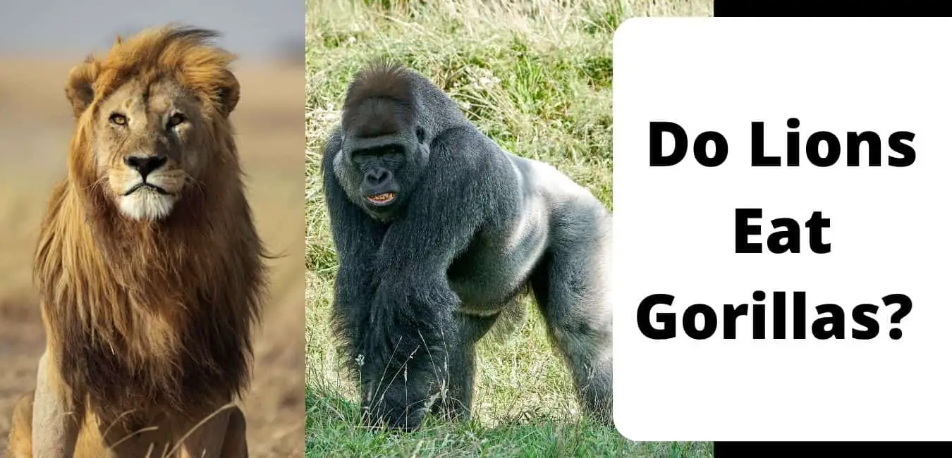 Do Lions Eat Gorillas? 