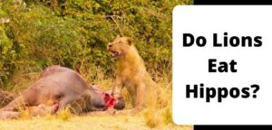 Do Lions Eat Hippos?