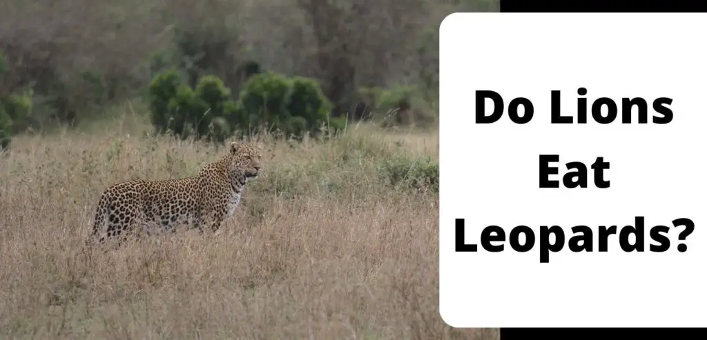 Do Lions Eat Leopards?