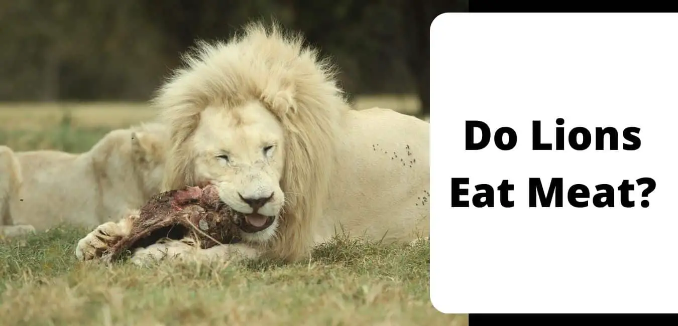 Do Lions Eat Meat?