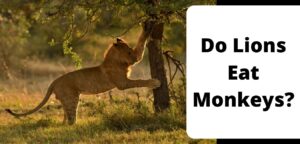 Do Lions Eat Monkeys?