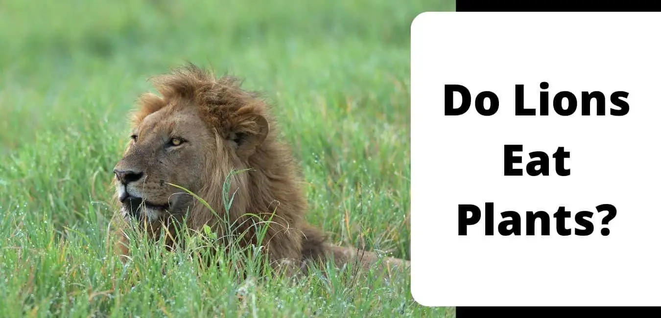 Do Lions Eat Plants?