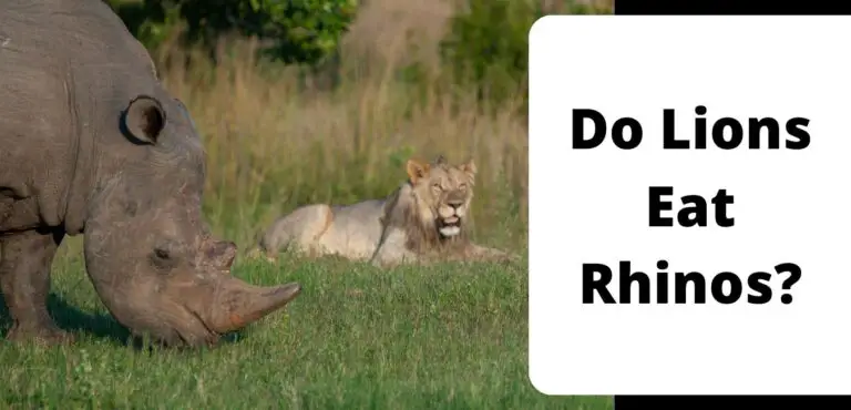 Do Lions Eat Rhinos?