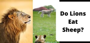 Do Lions Eat Sheep?