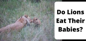 Do Lions Eat Their Babies?