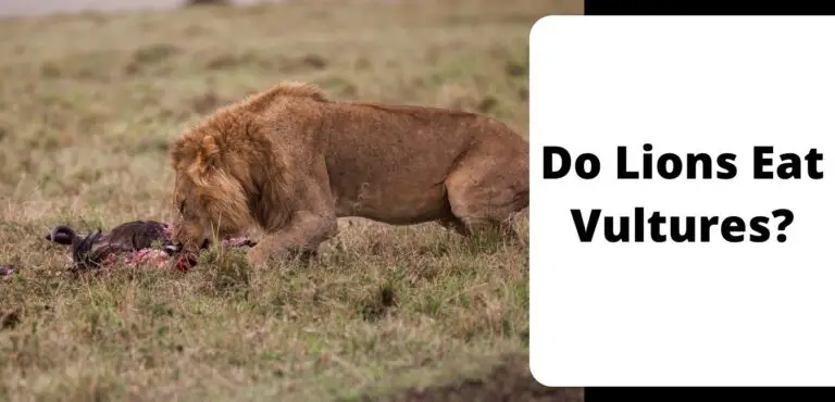 Do Lions Eat Vultures?