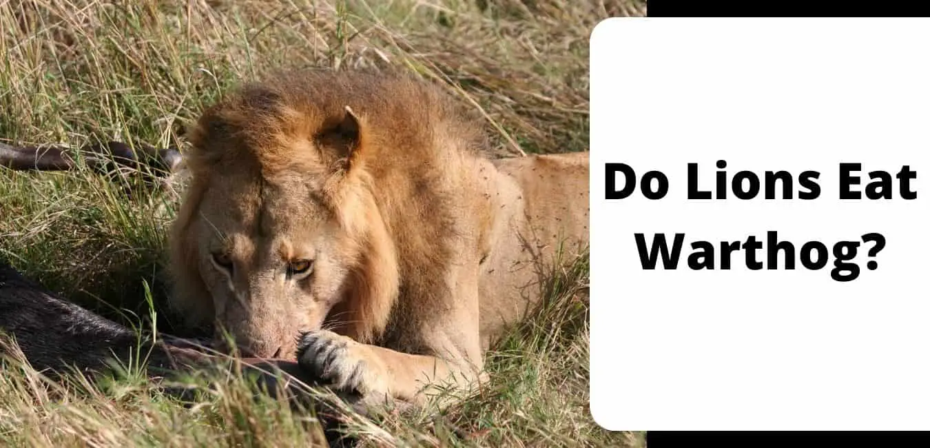Do Lions Eat Warthog?