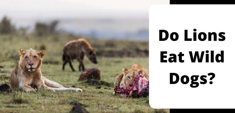 Do Lions Eat Wild Dogs?