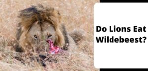 Do Lions Eat Wildebeest?