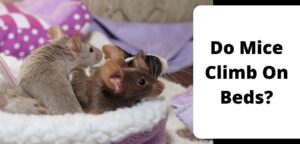 Do Mice Climb On Beds?