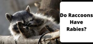 Do Raccoons Have Rabies?