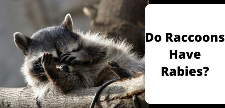 Do Raccoons Have Rabies?