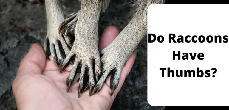 Do Raccoons Have Thumbs?