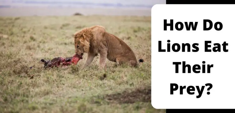 How Do Lions Eat Their Prey? 