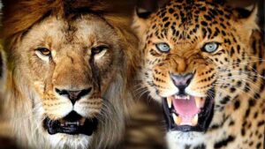 Lions vs Leopards
