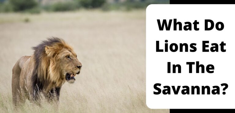 What Do Lions Eat In The Savanna?