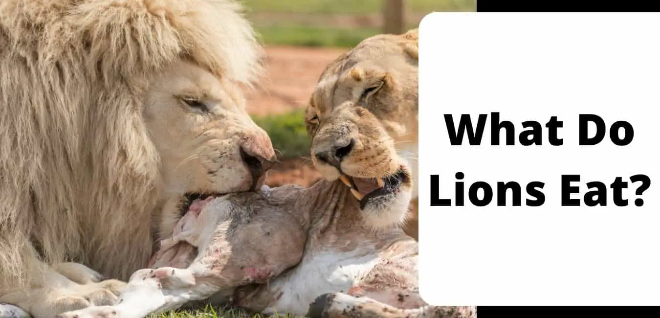 What Do Lions Eat?